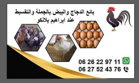 بيع الدجاج والبيض - إبراهيم بلانكو 