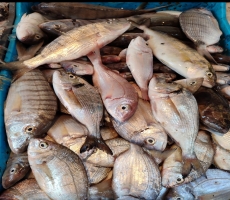 متجر لبيع السمك و الخضر 